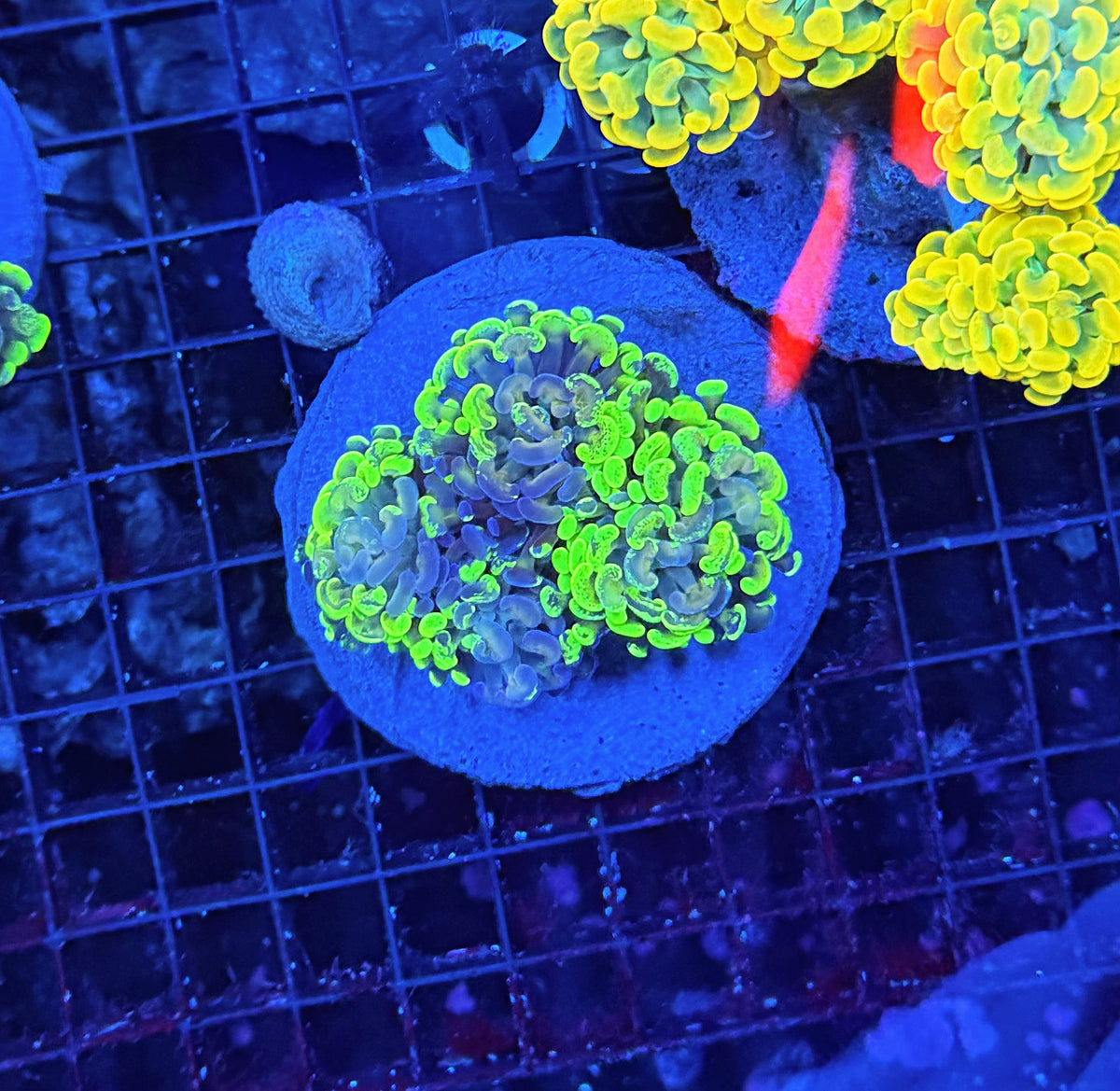 SP splatter colony