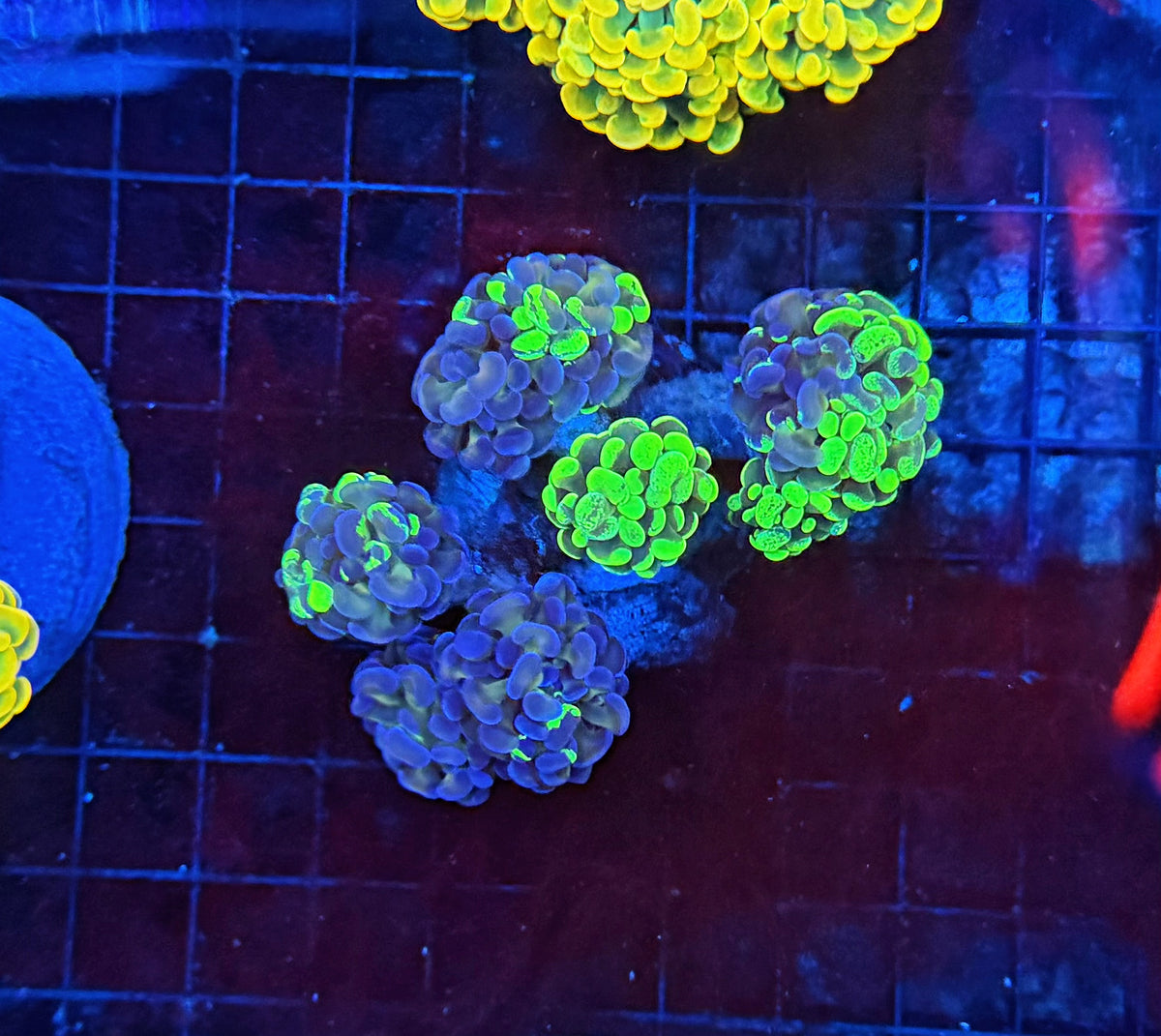 SP splatter colony