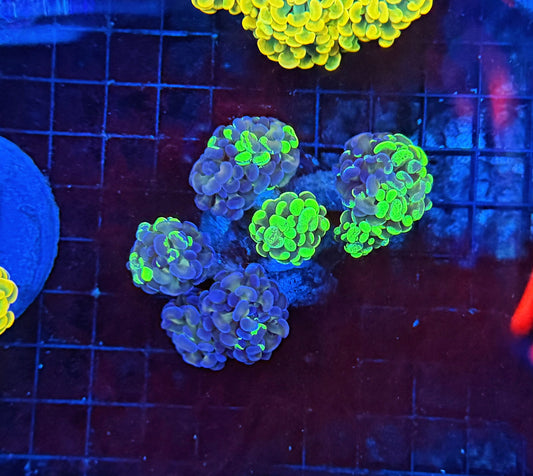 SP splatter colony