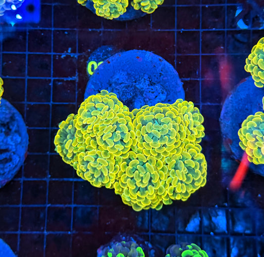 Willy wonka colony 5-8+ heads