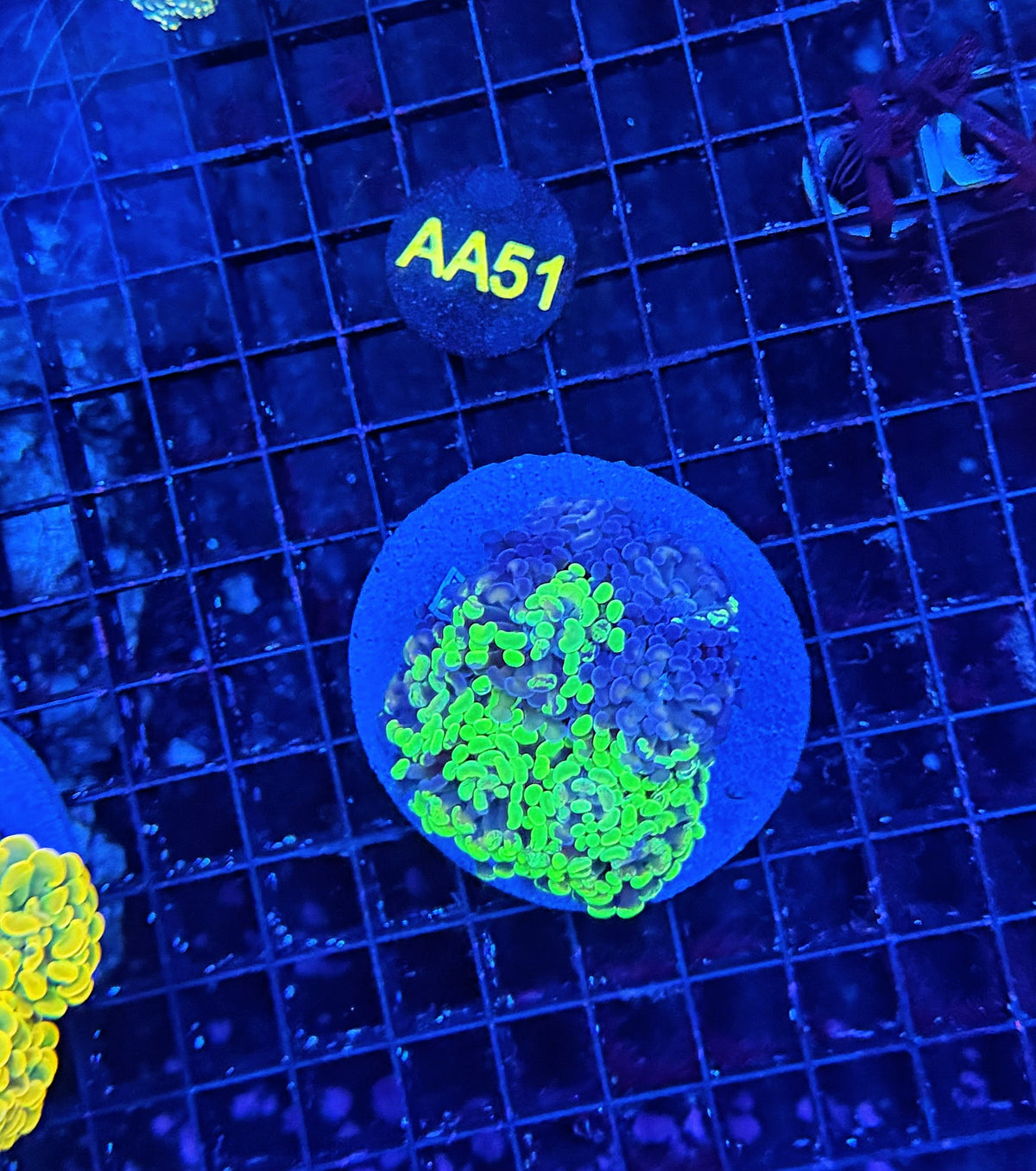 SP splatter colony