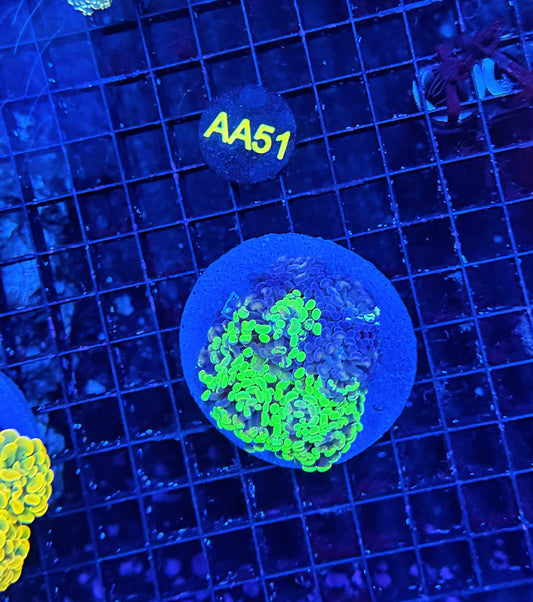SP splatter colony