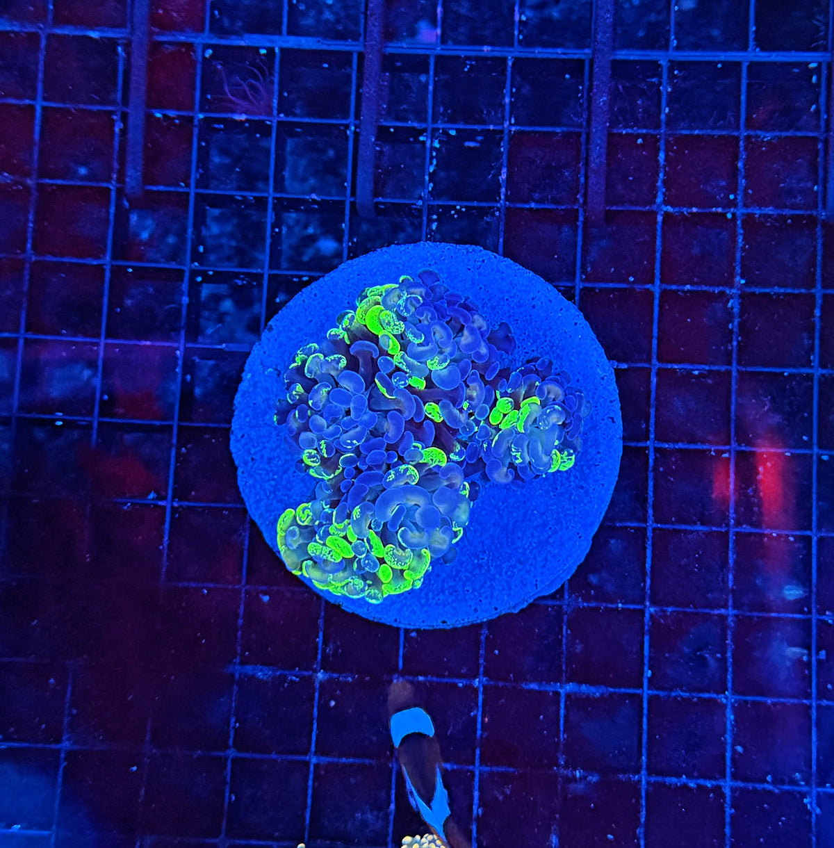 SP splatter colony