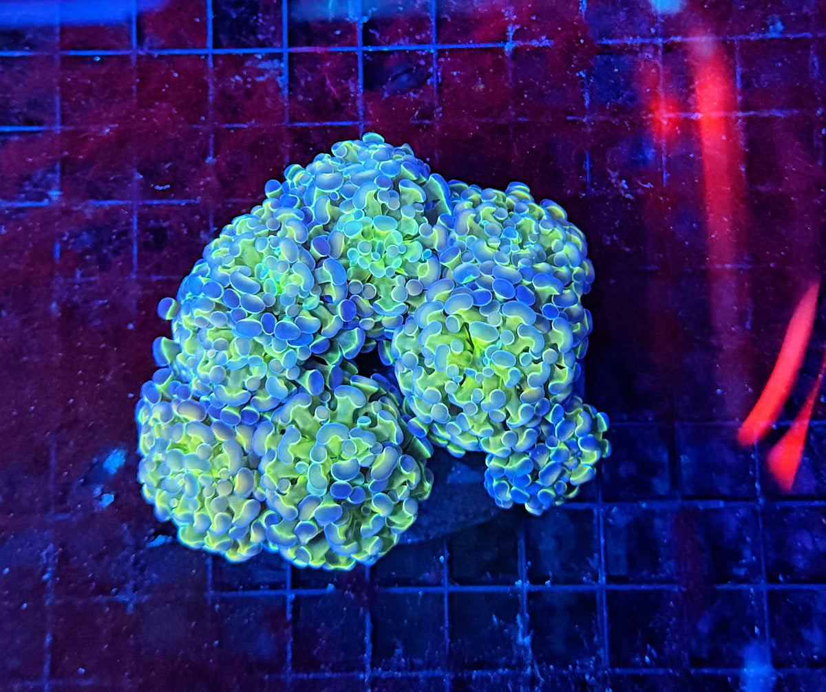 SP hammer colony