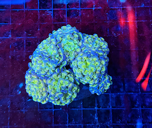 SP hammer colony