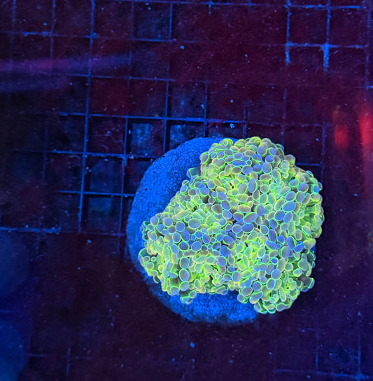 SP hammer colony