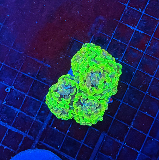 SP splatter colony