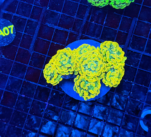 Willy wonka colony 5-8+ heads