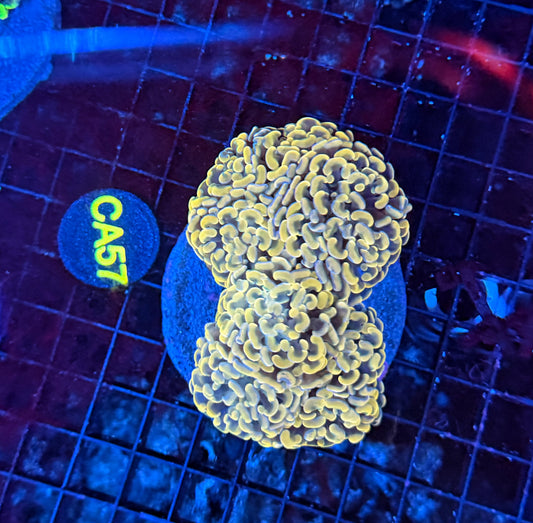 SP hammer colony