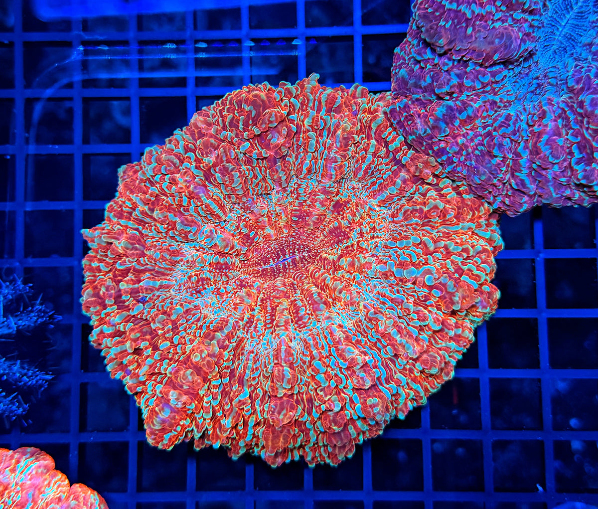SP Rainbow acantho