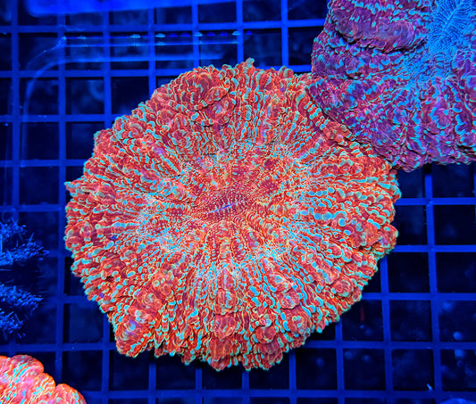 SP Rainbow acantho