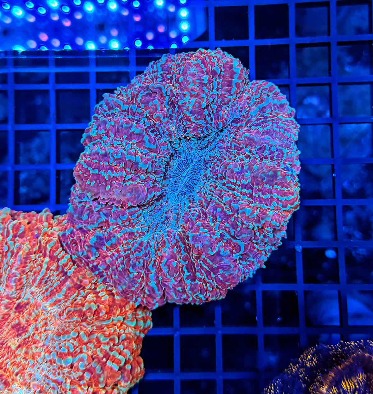 SP Rainbow acantho
