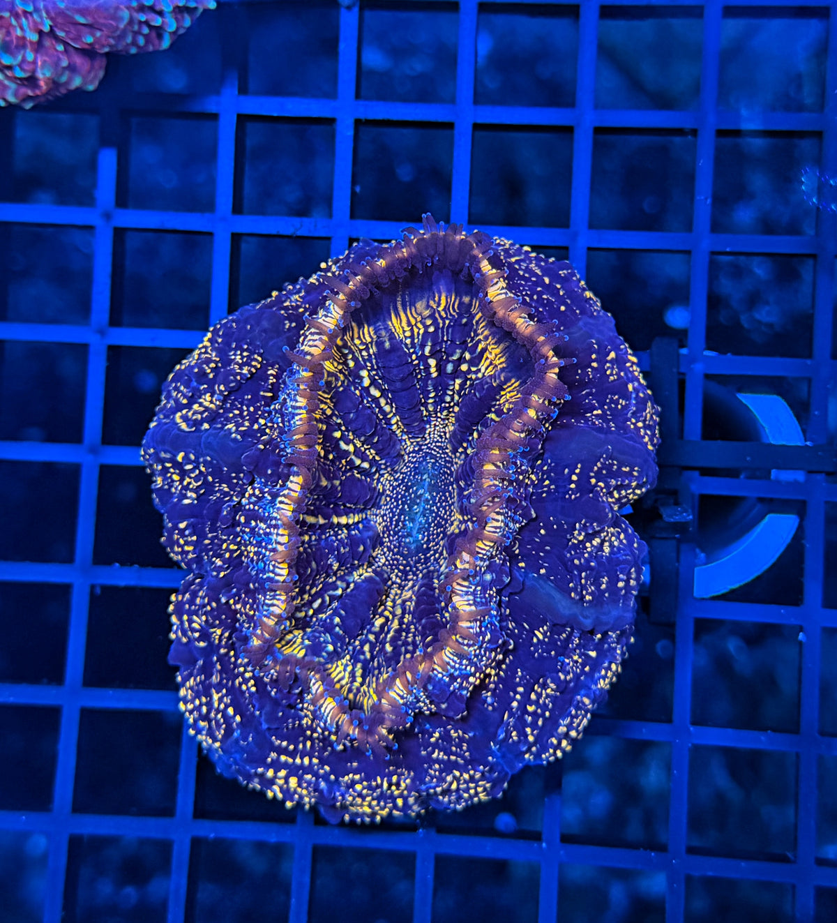 SP Rainbow acantho