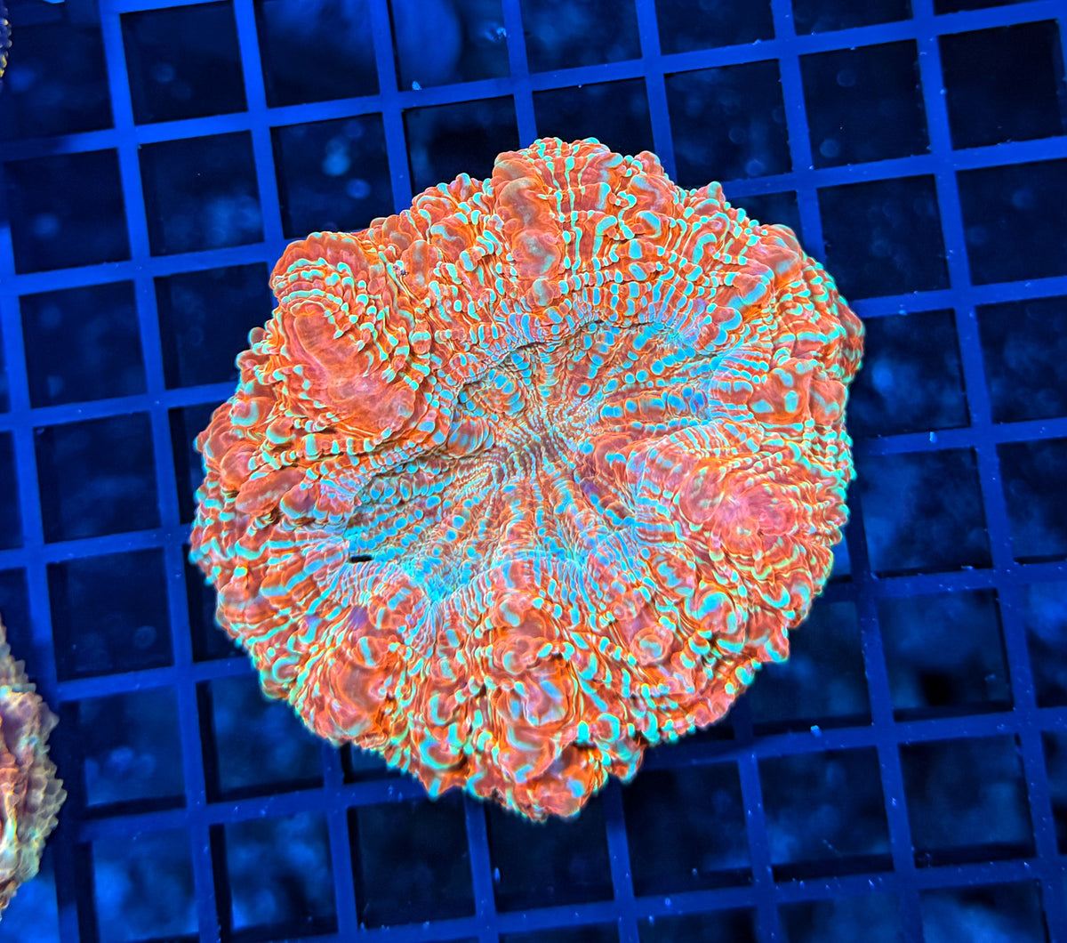 SP Rainbow acantho