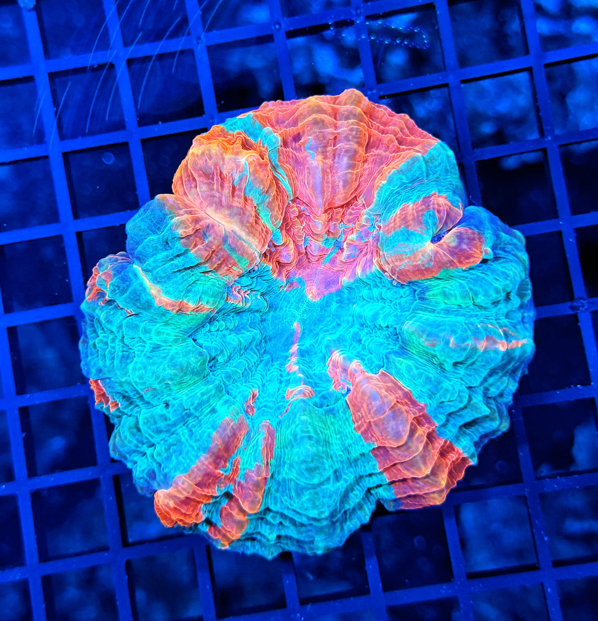Rainbow acantho