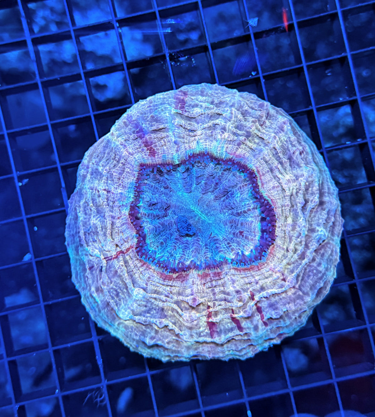 Rainbow acantho