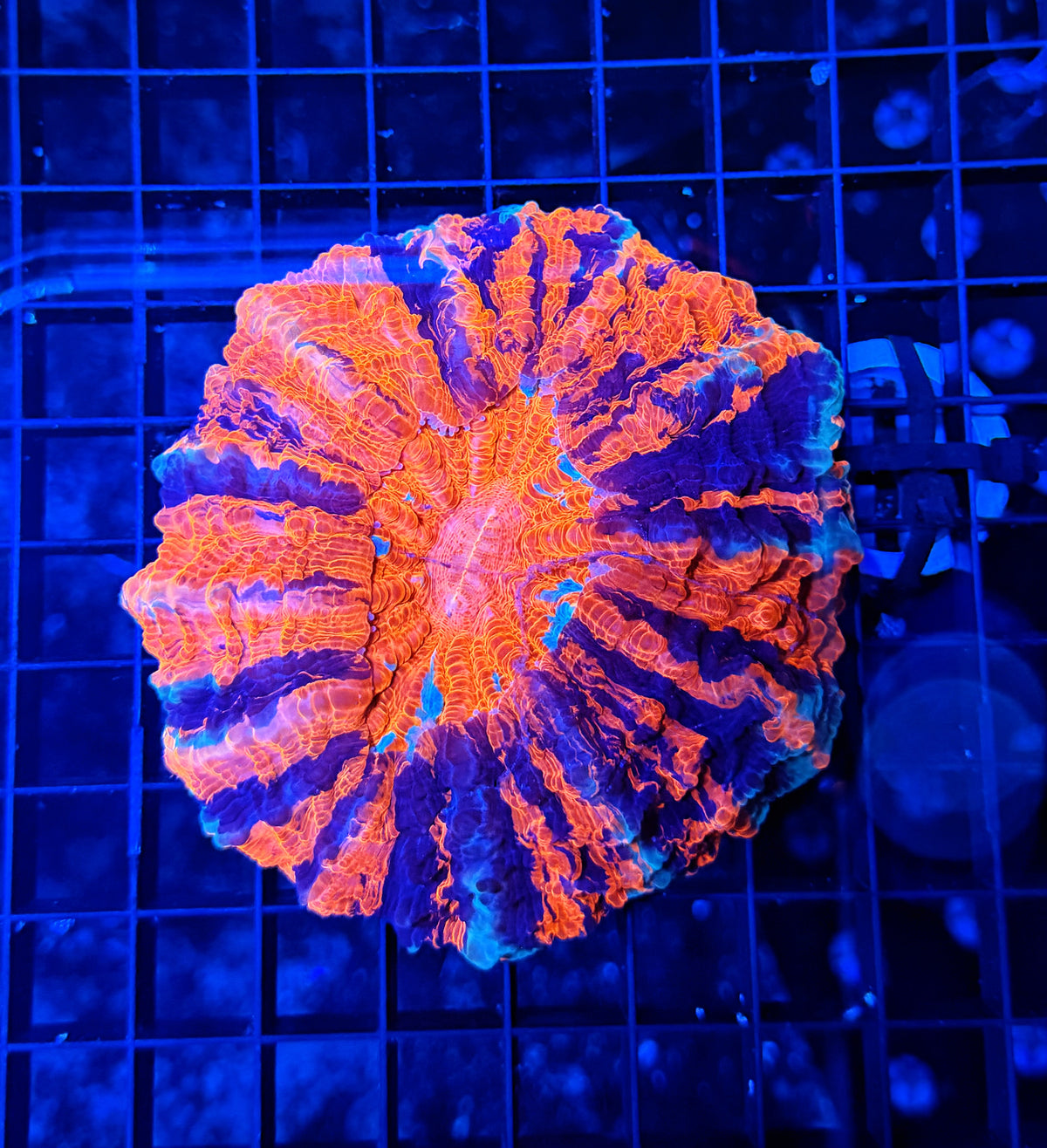 SP Rainbow acantho