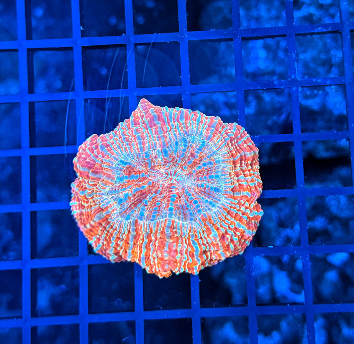 Rainbow acantho Small