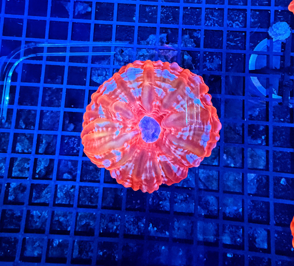 Malay rainbow cynarina