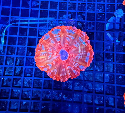 Malay rainbow cynarina
