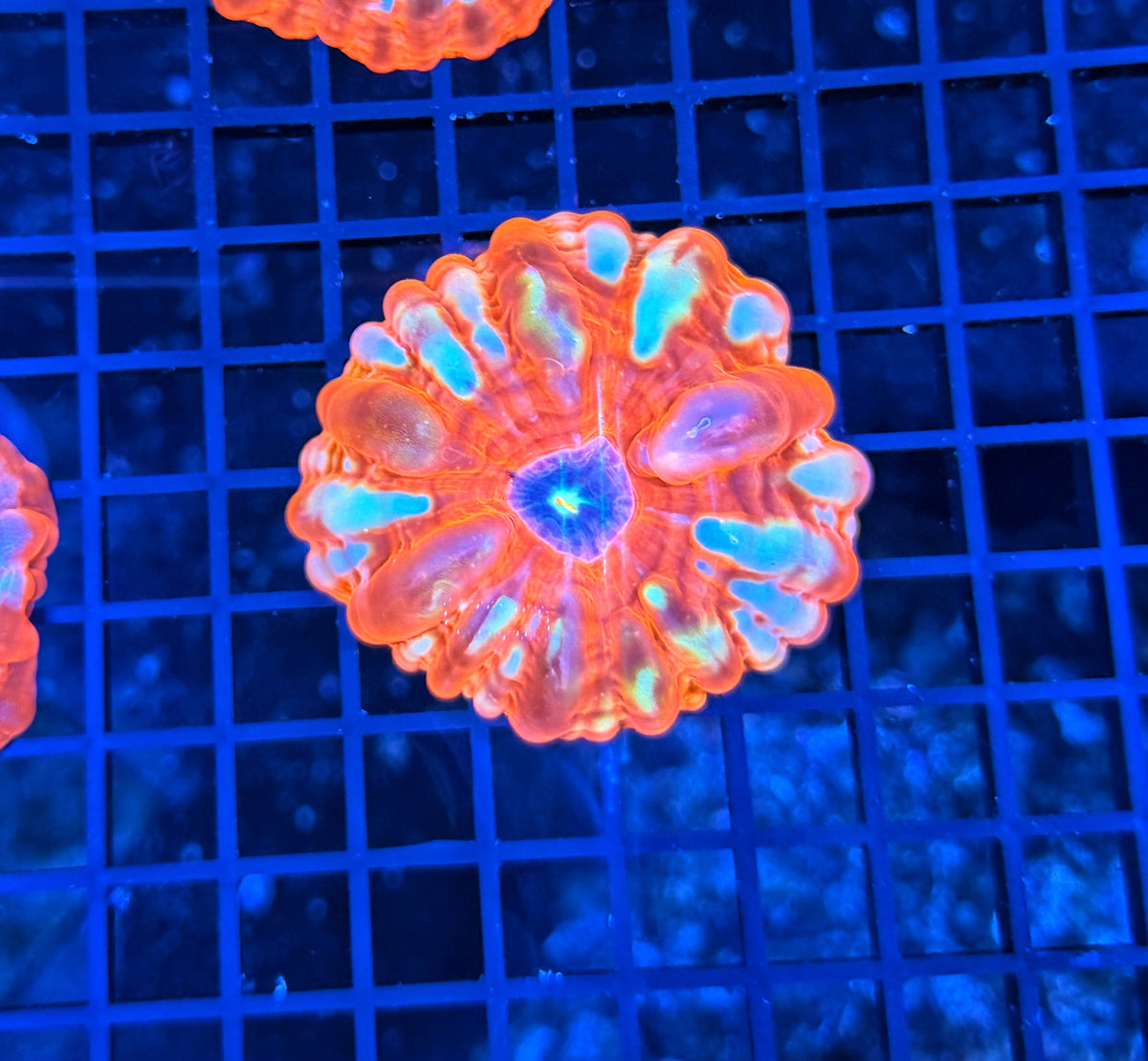 Malay rainbow cynarina