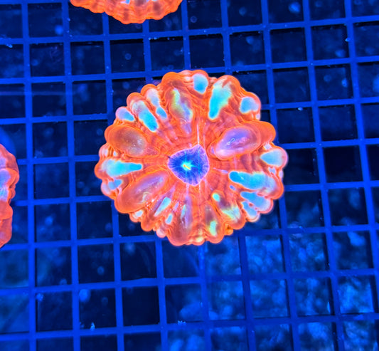 Malay rainbow cynarina