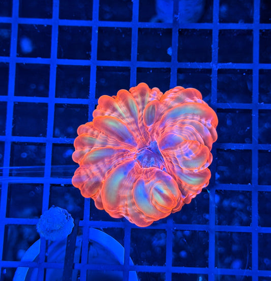 Malay rainbow cynarina small