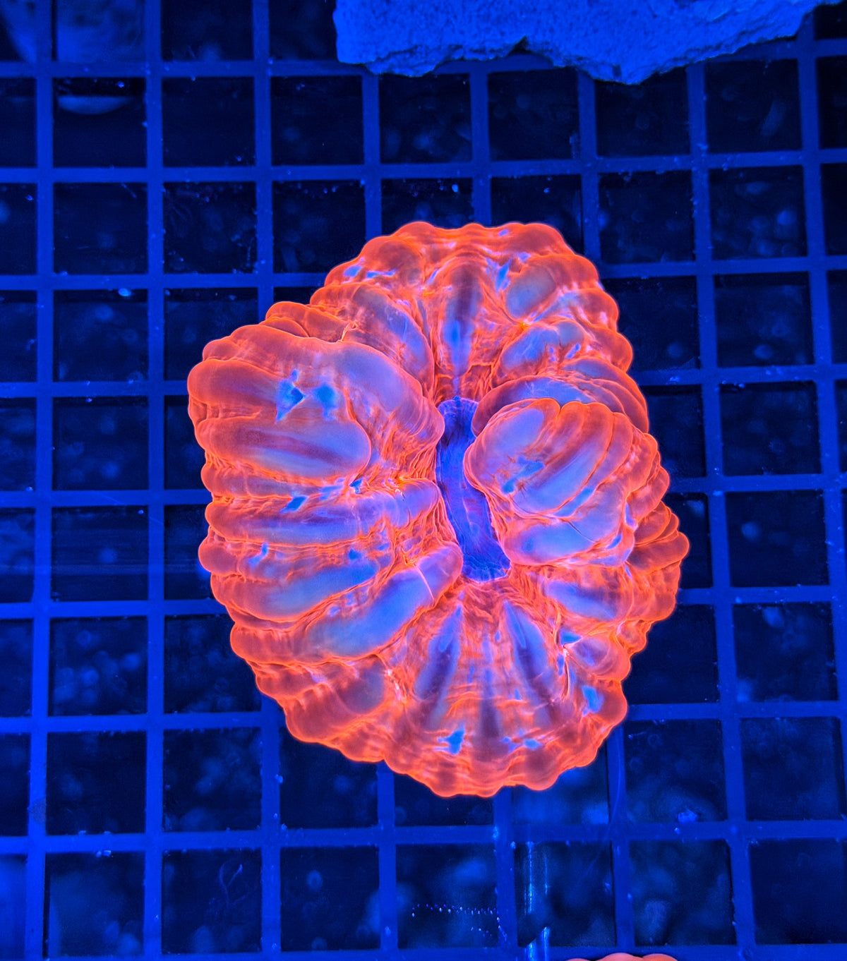 Malay rainbow cynarina