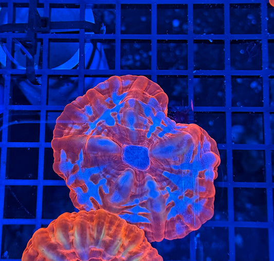 Malay rainbow cynarina small
