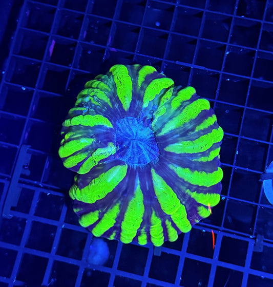 Malay rainbow cynarina