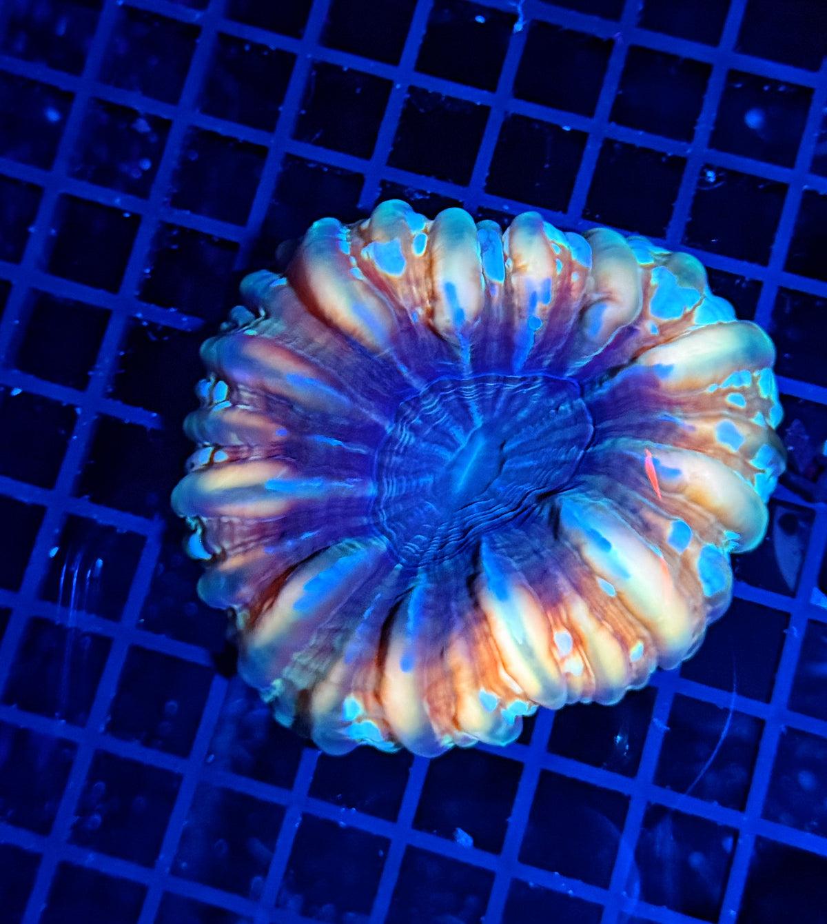 Malay rainbow cynarina