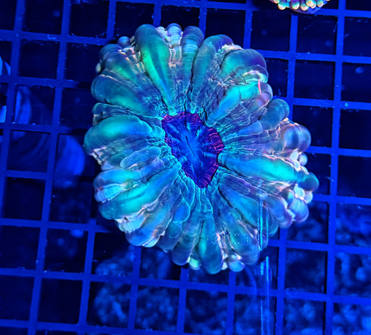 Malay rainbow cynarina