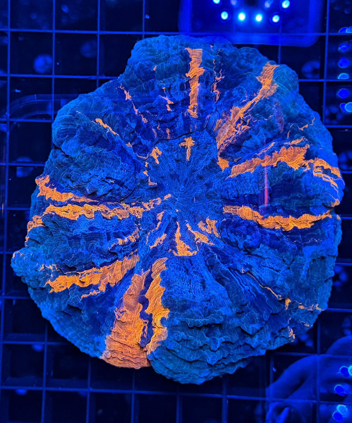 Rainbow acantho