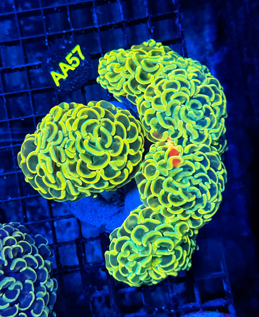 Malay rainbow fat head hammer colony