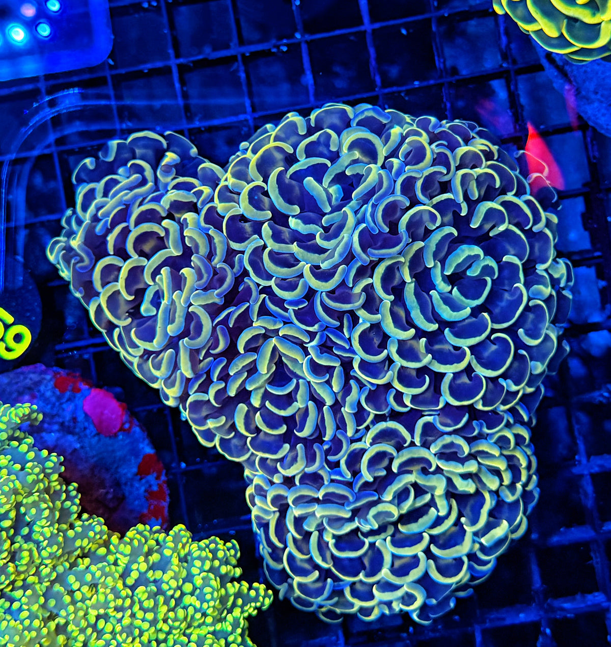 Malay rainbow fat head hammer colony