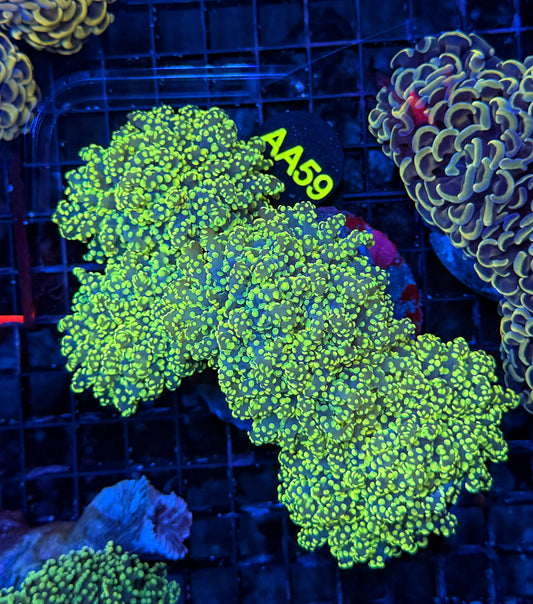 Indo frogspawn colony