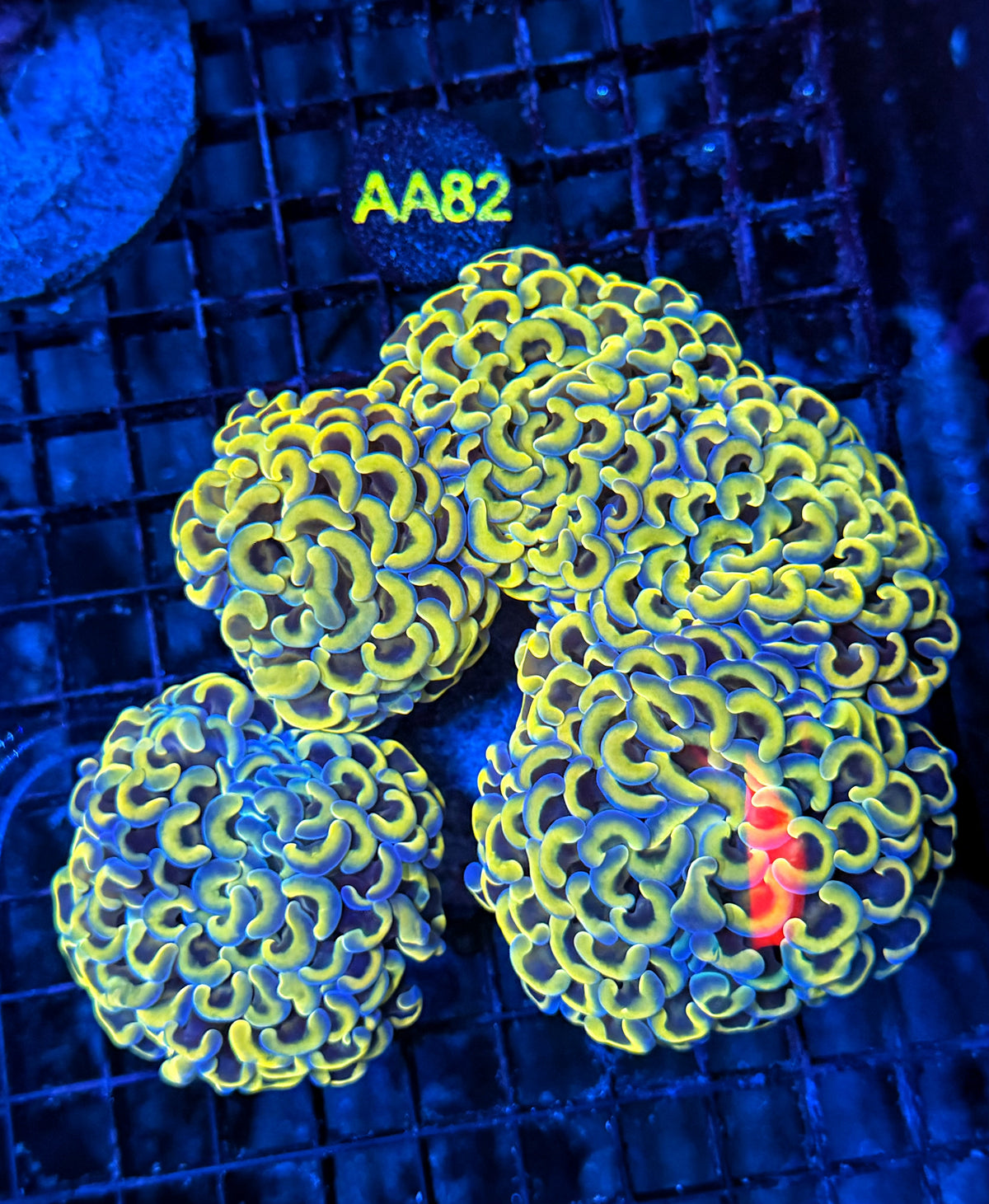 Malay rainbow fat head hammer colony