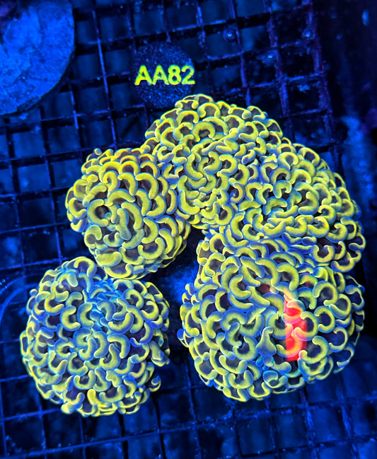 Malay rainbow fat head hammer colony