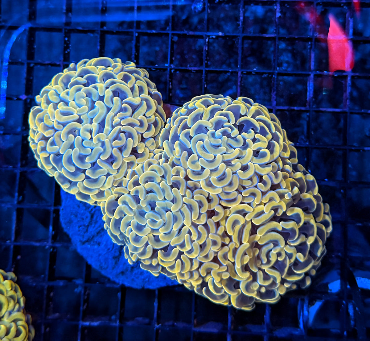 Malay rainbow fat head hammer colony