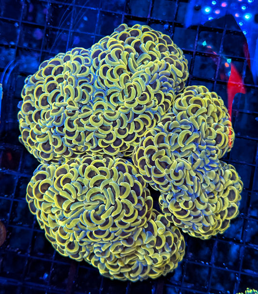 Malay rainbow fat head hammer colony