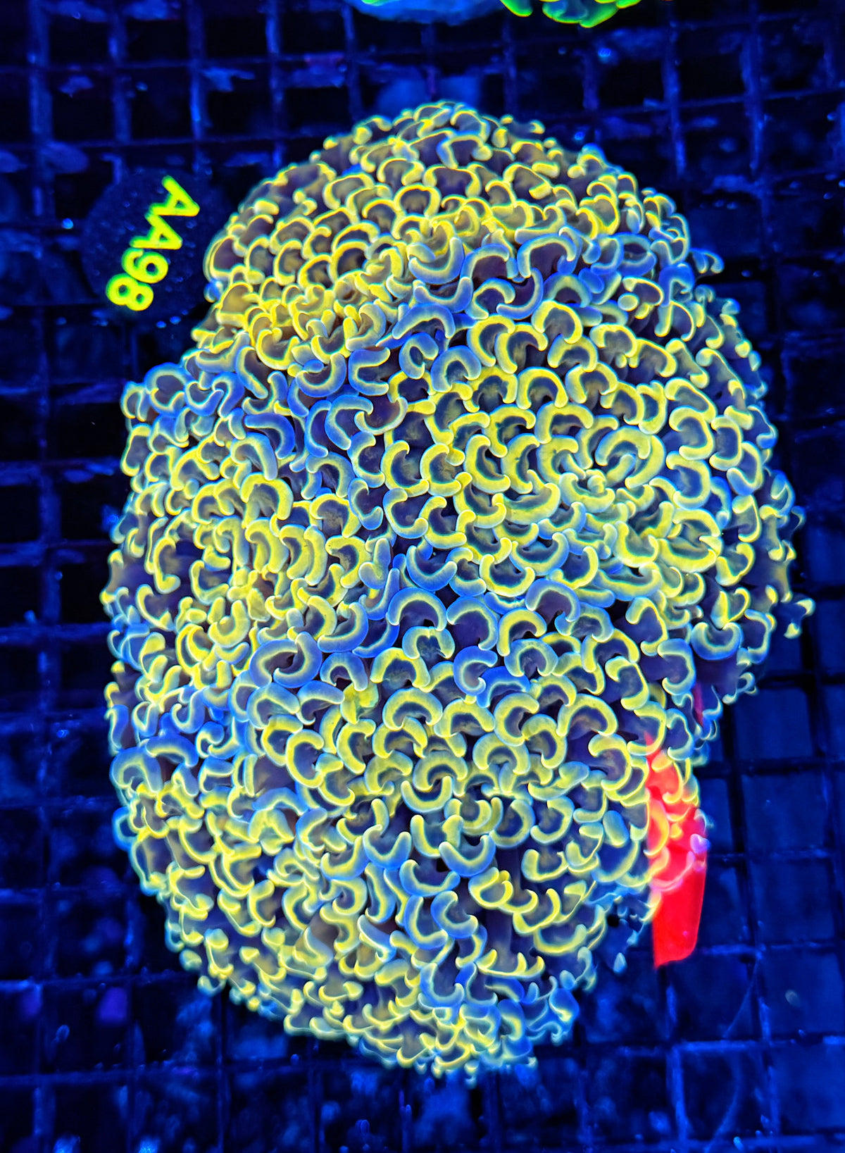 Malay rainbow fat head hammer colony