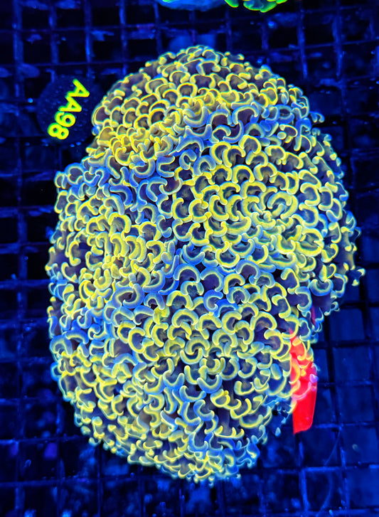 Malay rainbow fat head hammer colony