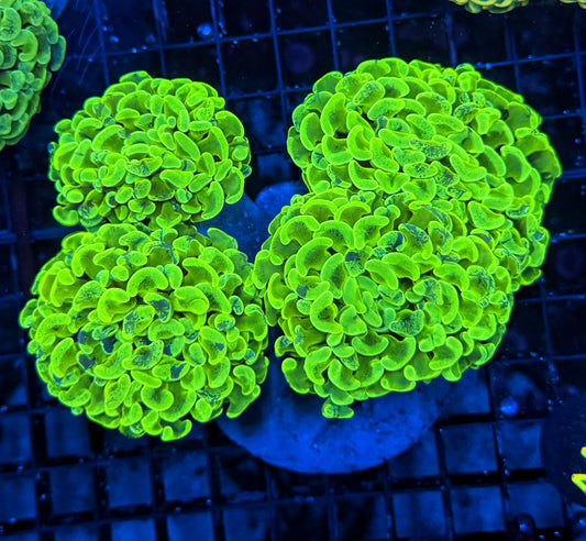 Malay rainbow fat head hammer colony