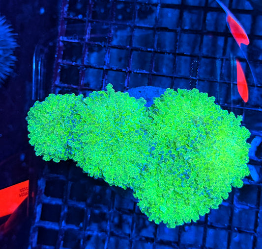 Malay noodle frogspawn colony