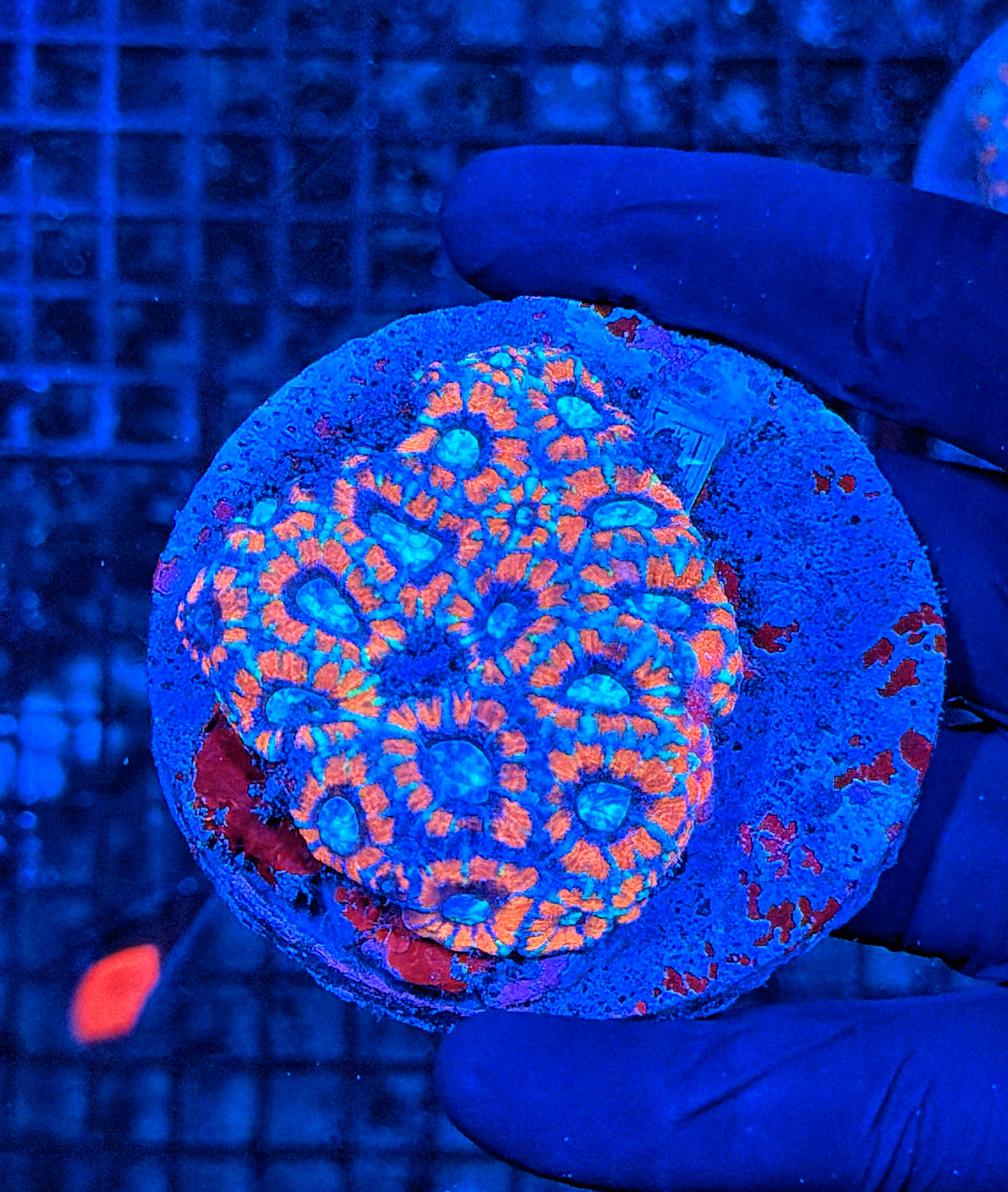 Asian acan colony