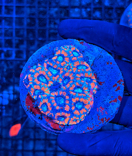 Asian acan colony
