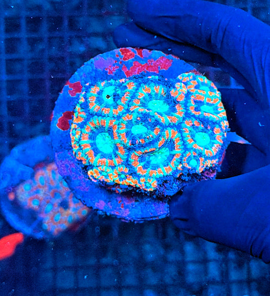 Asian acan colony