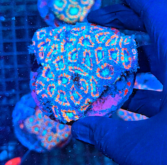 Asian acan colony
