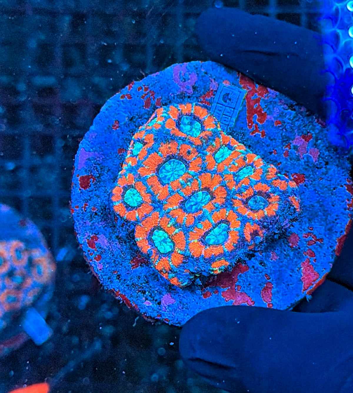 Asian acan colony