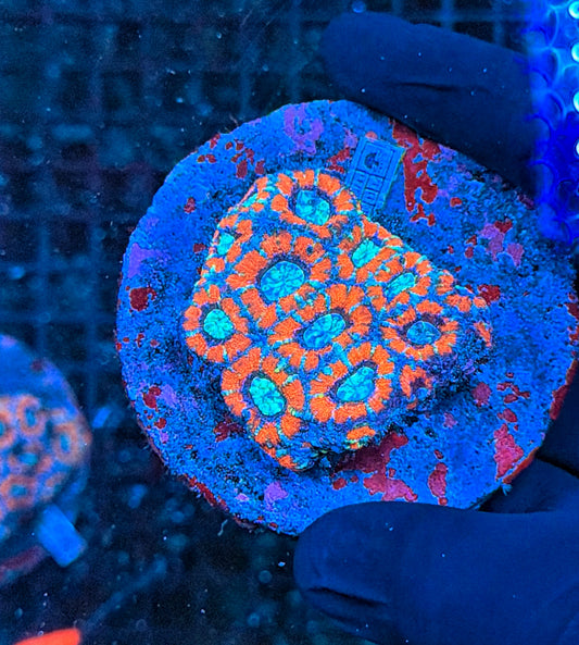 Asian acan colony